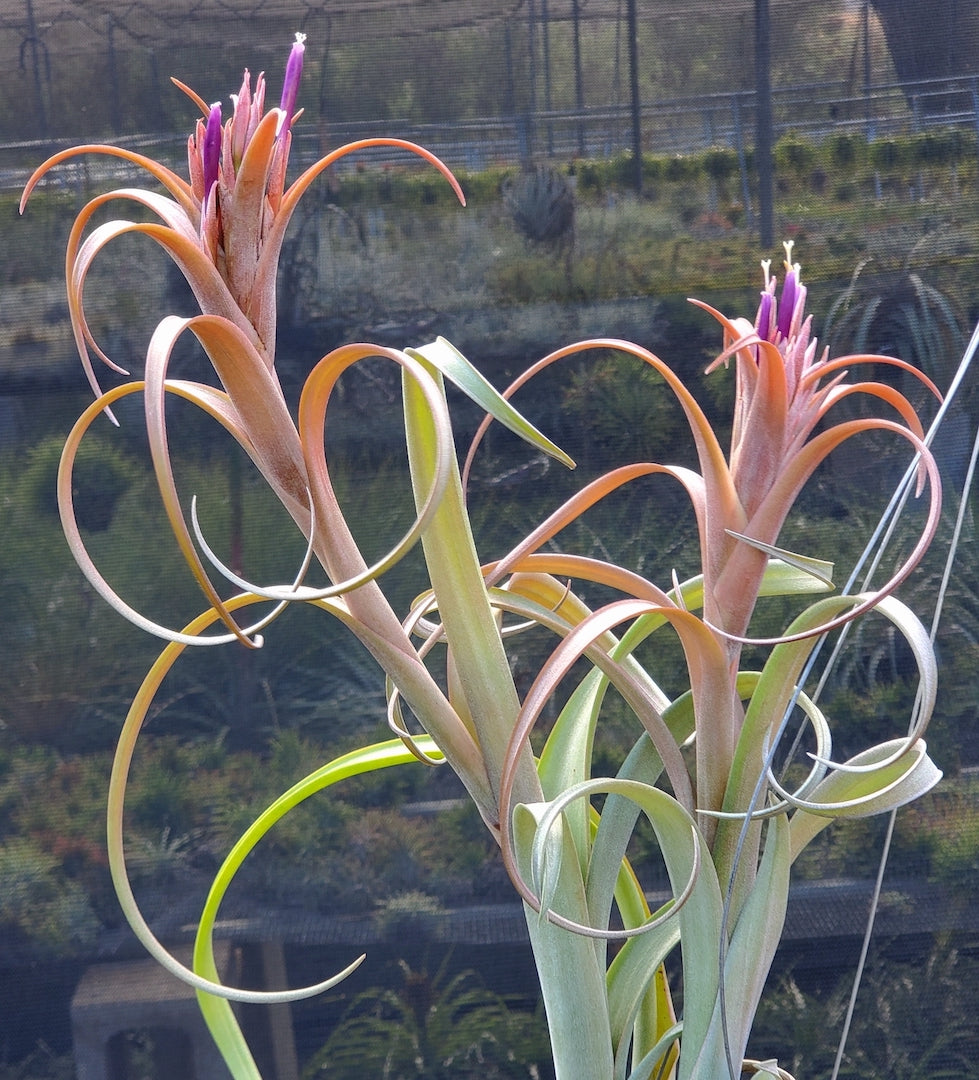 Tillandsia Hawaiian Winds. (intermedia x capitata Roja)