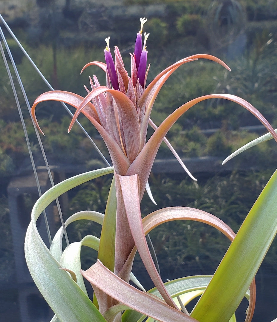 Tillandsia Hawaiian Winds. (intermedia x capitata Roja)