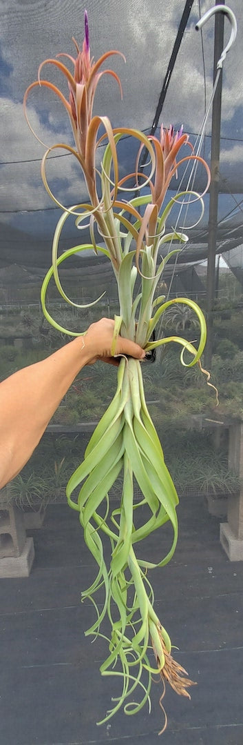 Tillandsia Hawaiian Winds. (intermedia x capitata Roja)