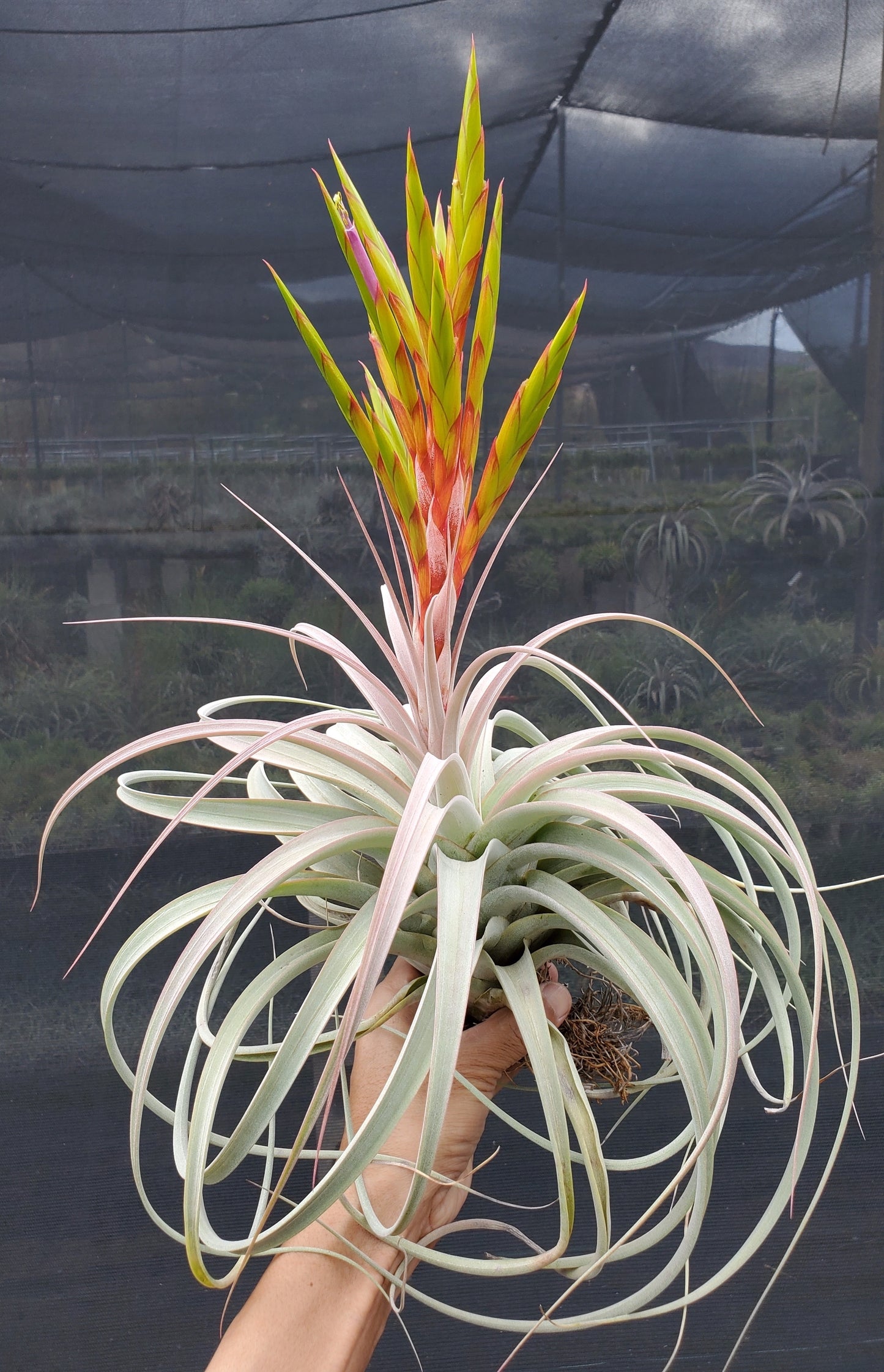 Tillandsia concolor x xerographica