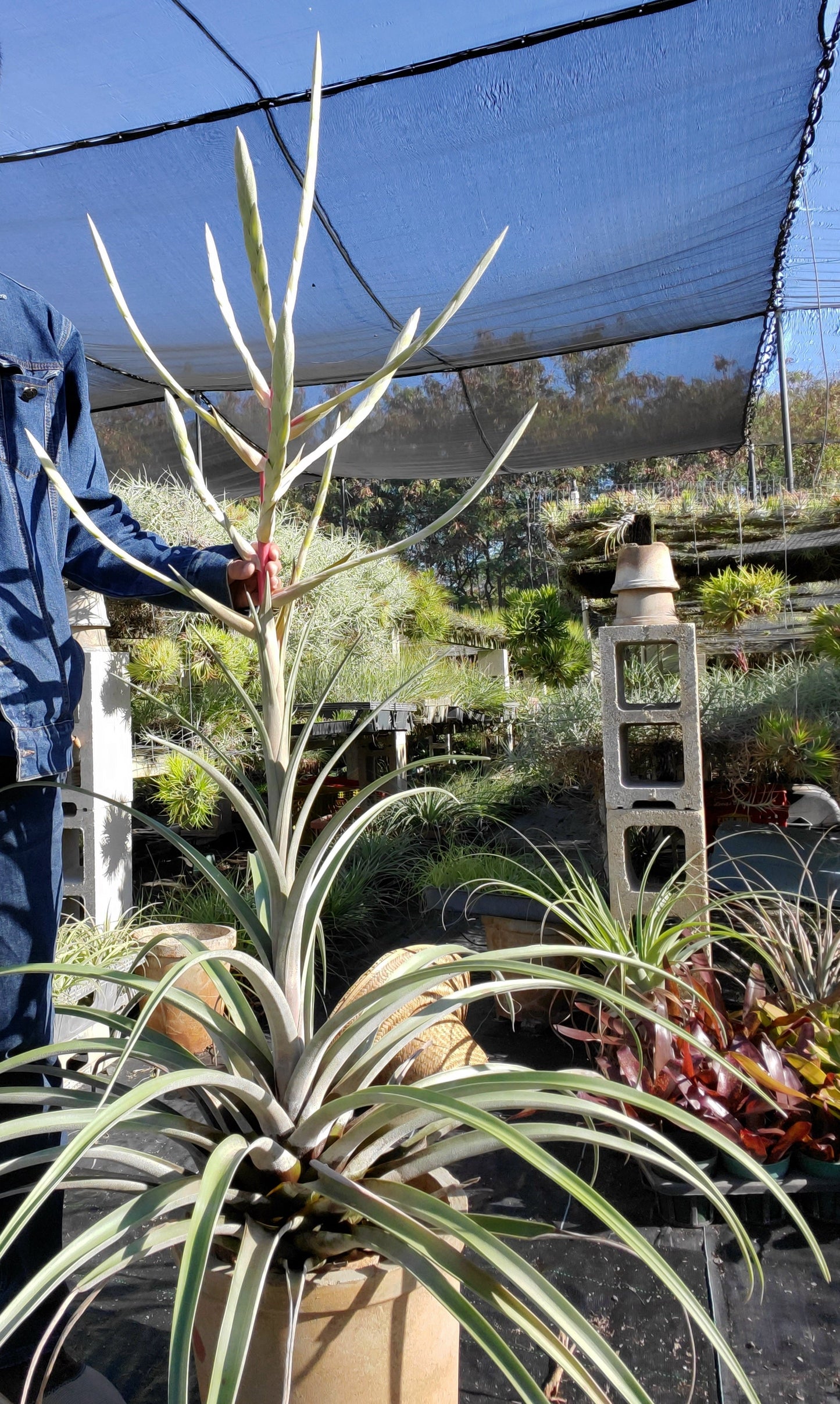 Tillandsia copanensis