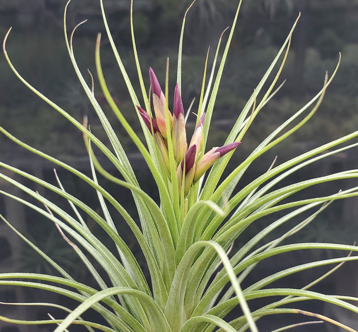 Tillandsia Hawaiian Raindrops. (lorentziana purple flower form x funckiana)