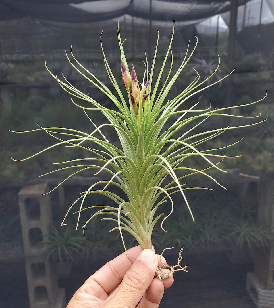 Tillandsia Hawaiian Raindrops. (lorentziana purple flower form x funckiana)