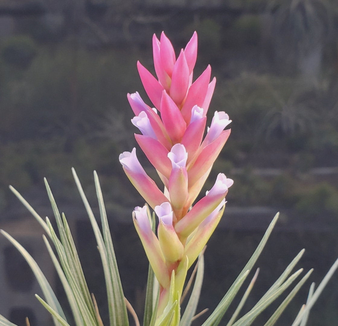 Tillandsia Hawaiian Fancy. (araujei closed form x stricta hard leaf form)