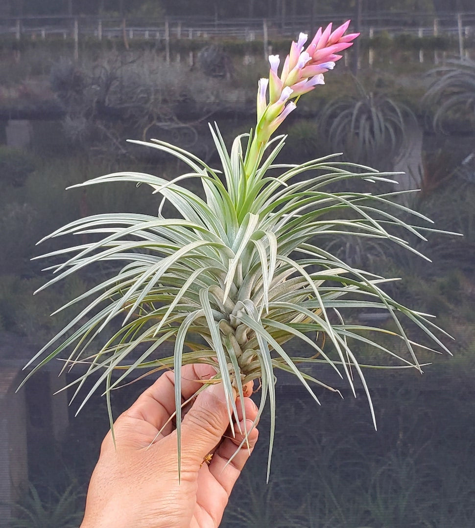 Tillandsia Hawaiian Fancy. (araujei closed form x stricta hard leaf form)