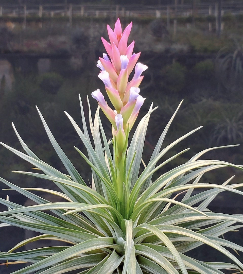 Tillandsia Hawaiian Fancy. (araujei closed form x stricta hard leaf form)