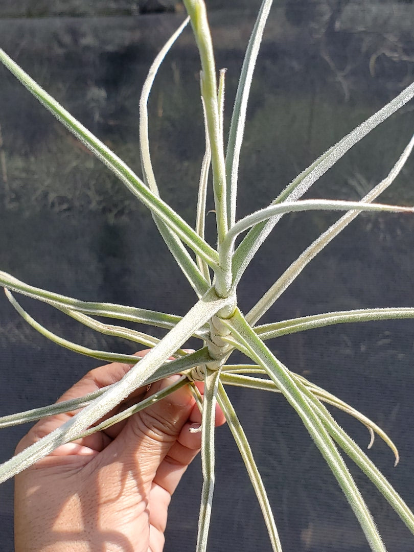 Tillandsia Hawaiian Sweetness. (crocata x streptocarpa)