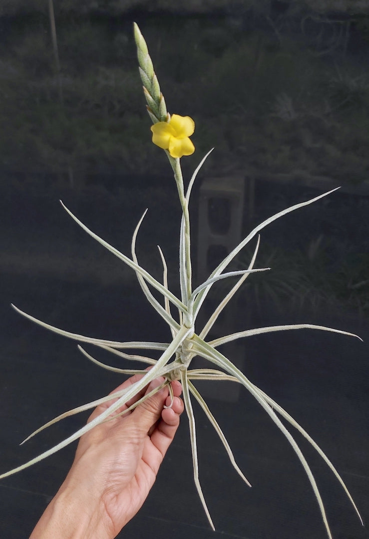 Tillandsia Hawaiian Sweetness. (crocata x streptocarpa)