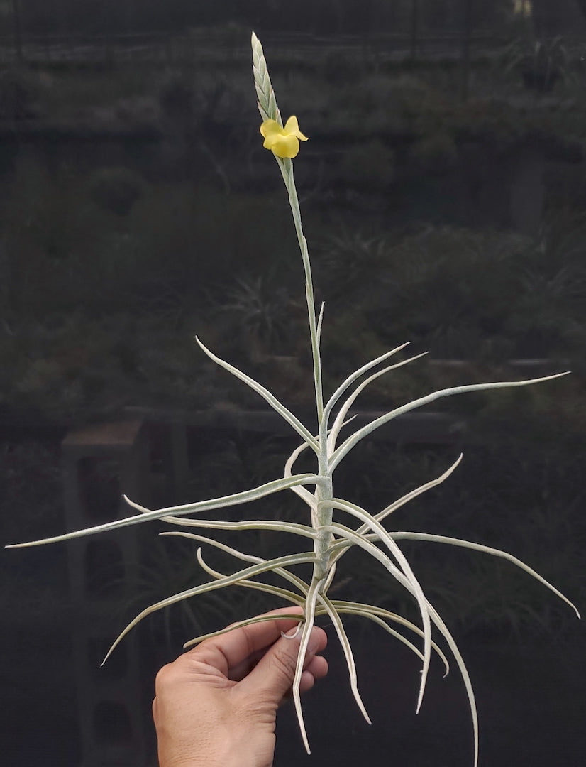 Tillandsia Hawaiian Sweetness. (crocata x streptocarpa)