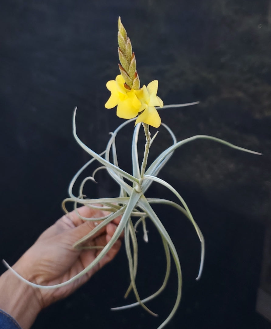 Tillandsia Hawaiian Sweetness. (crocata x streptocarpa)