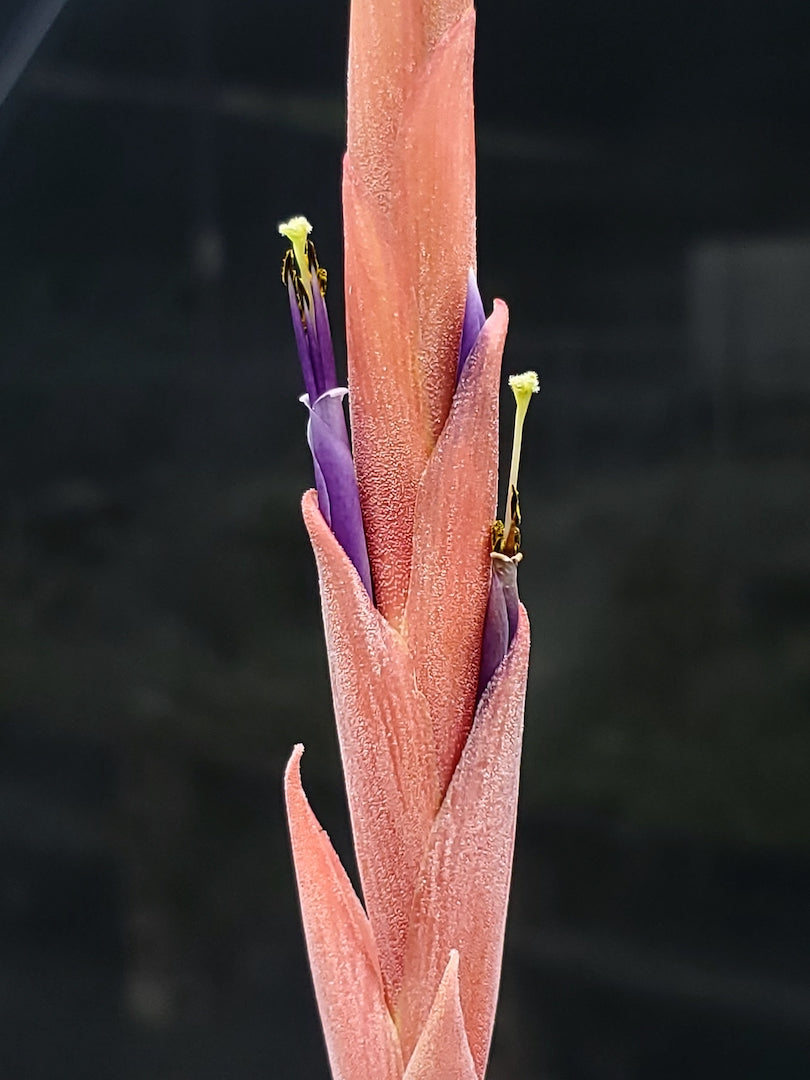 Tillandsia Hawaiian Rocket. (exserta large form x harrisii)