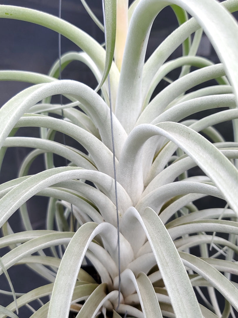 Tillandsia Hawaiian Rocket. (exserta large form x harrisii)