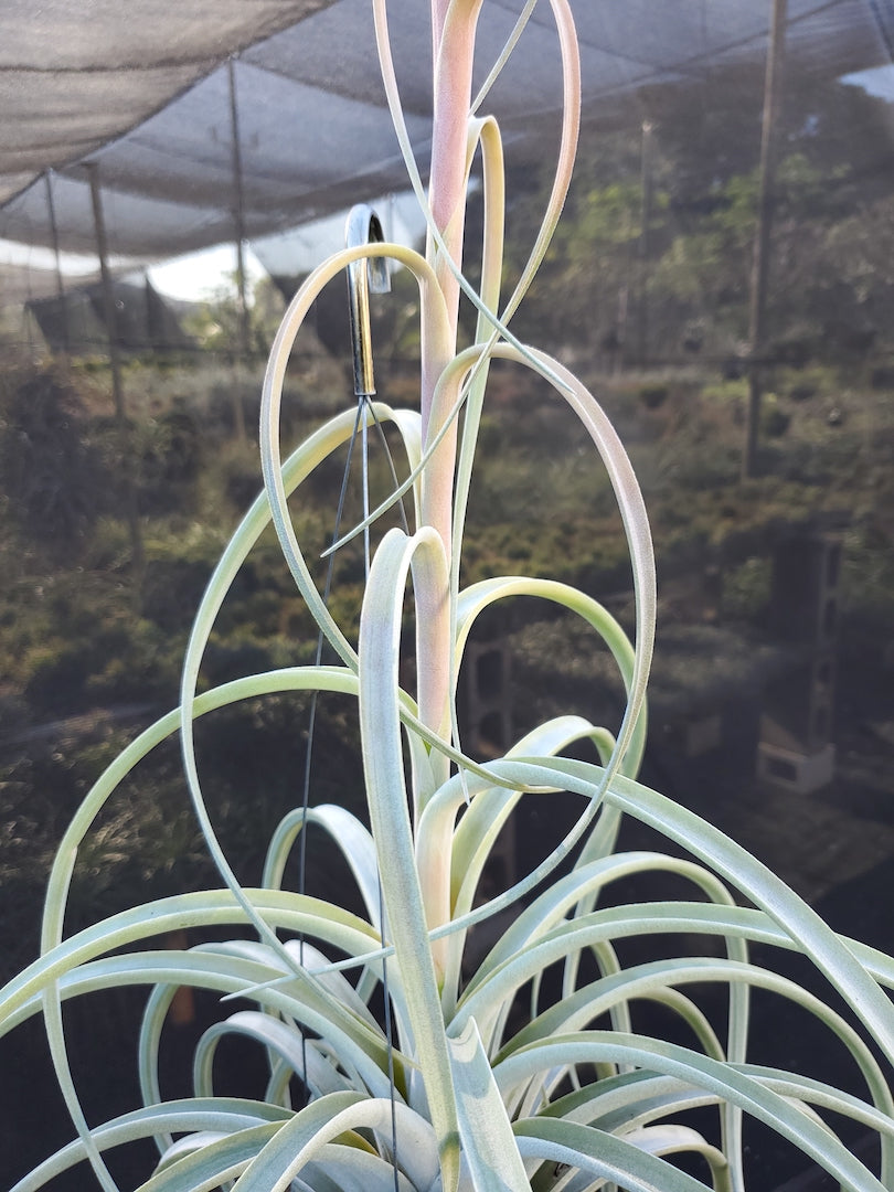 Tillandsia Hawaiian Rocket. (exserta large form x harrisii)