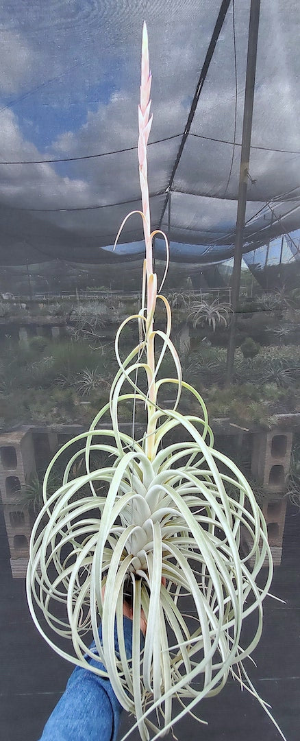 Tillandsia Hawaiian Rocket. (exserta large form x harrisii)