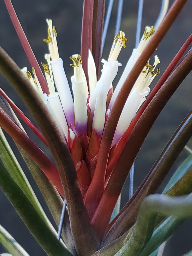 Tillandsia Yasuji Takasaki. (Starburst x bulbosa large form)