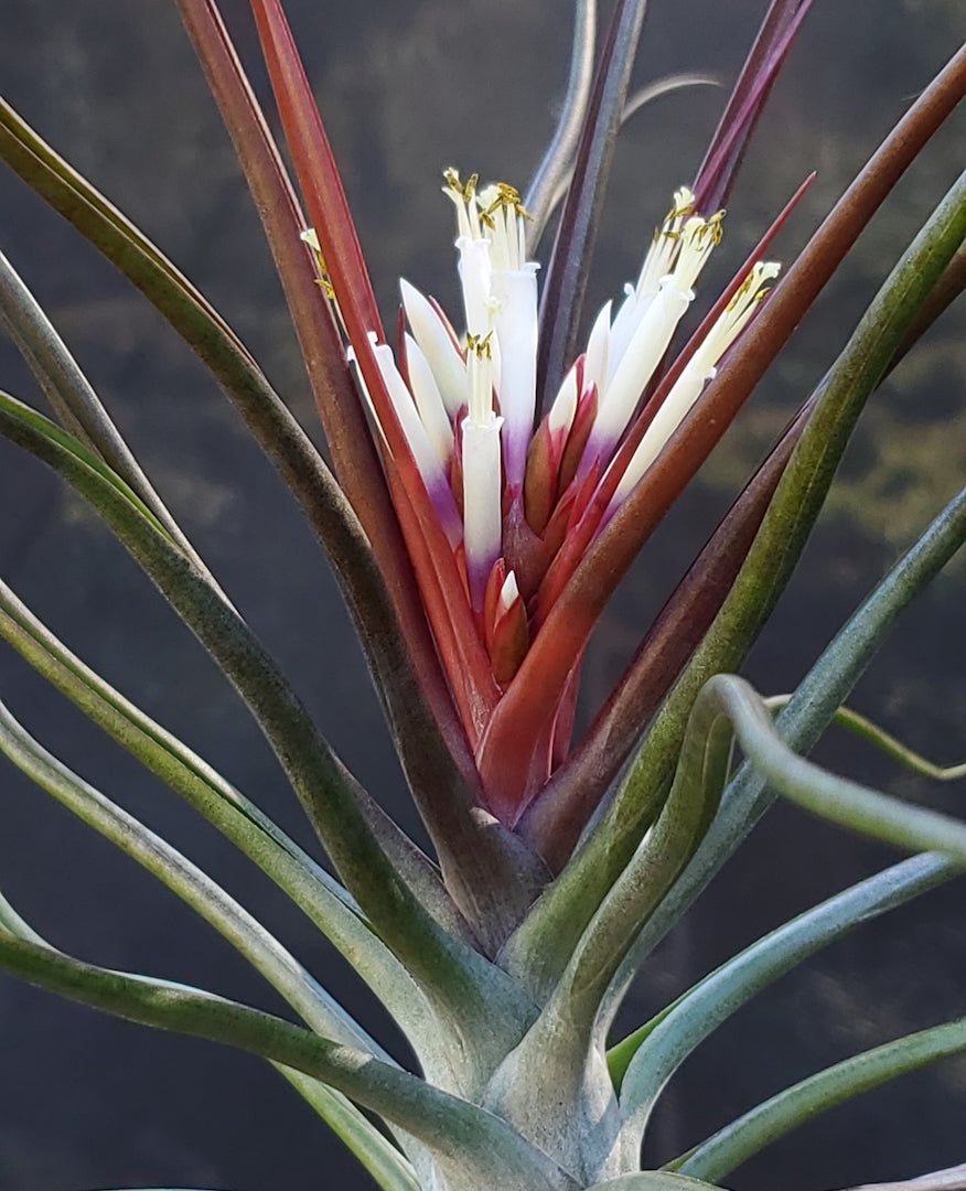 Tillandsia Yasuji Takasaki. (Starburst x bulbosa large form)