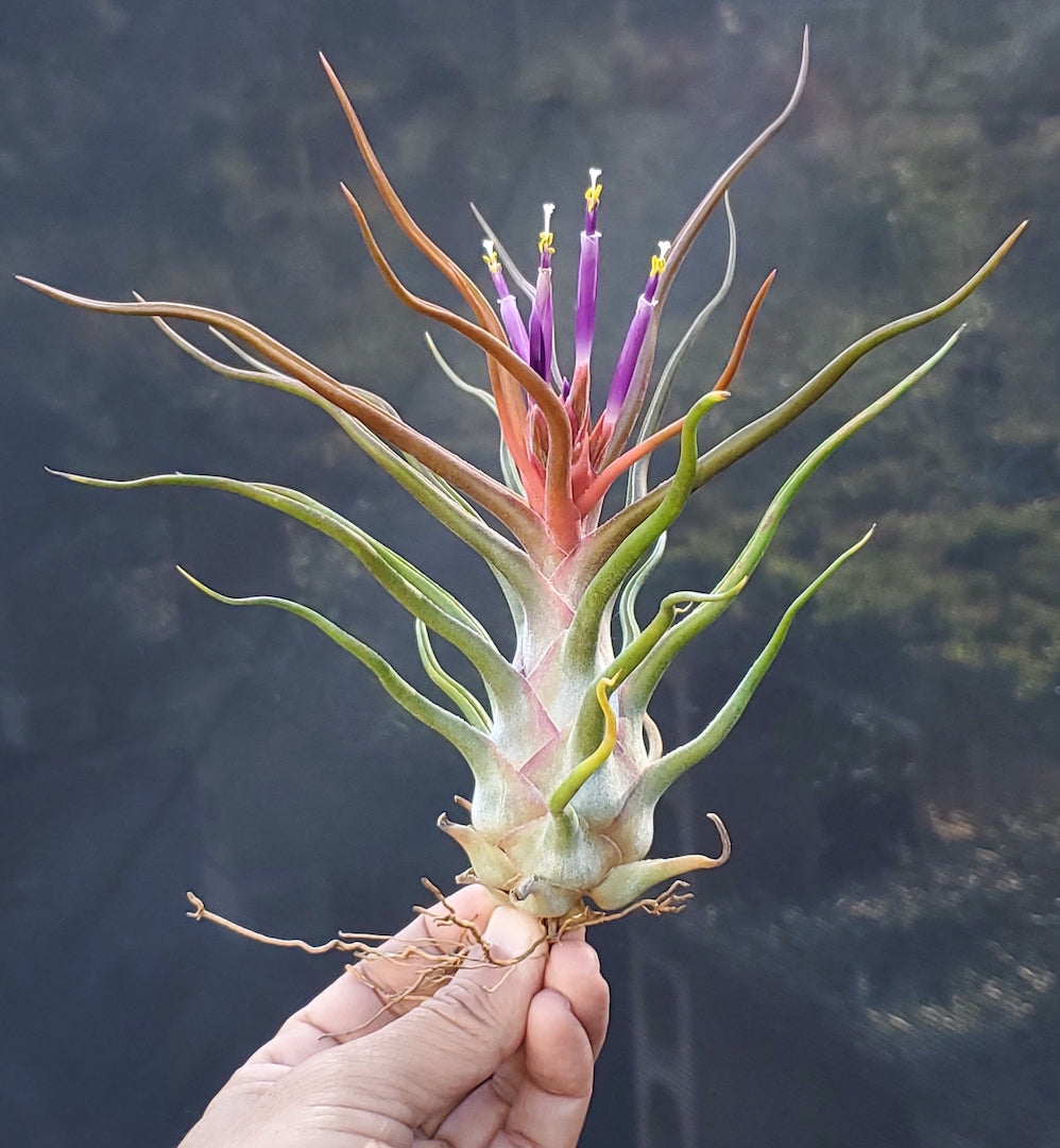 Tillandsia Hula Dancer. (Tina Parr x bulbosa large form)