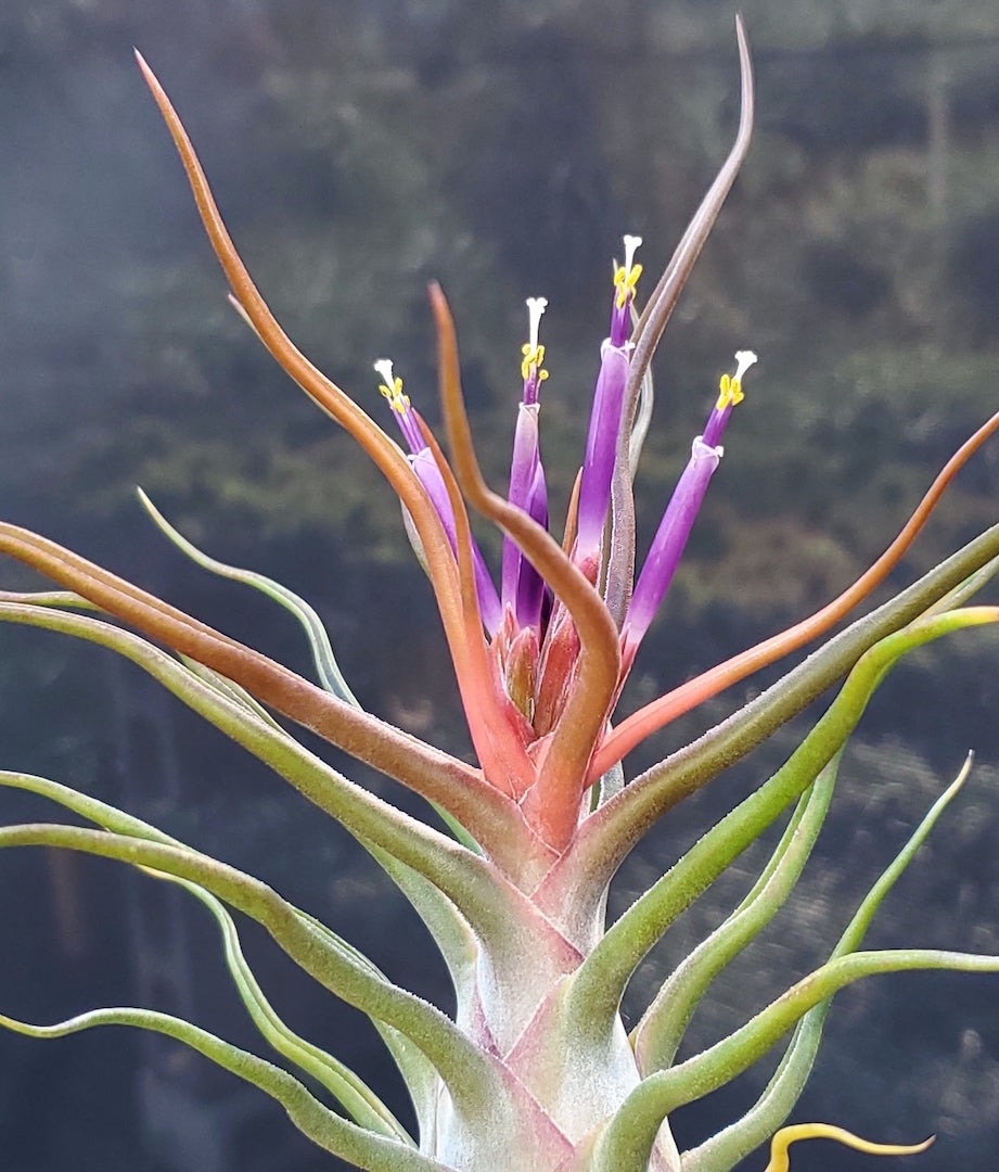 Tillandsia Hula Dancer. (Tina Parr x bulbosa large form)