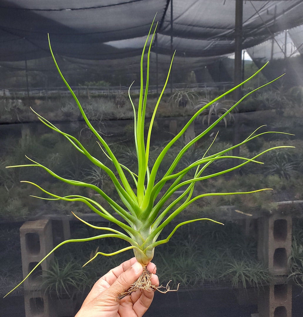 Tillandsia Yasuji Takasaki. (Starburst x bulbosa large form)