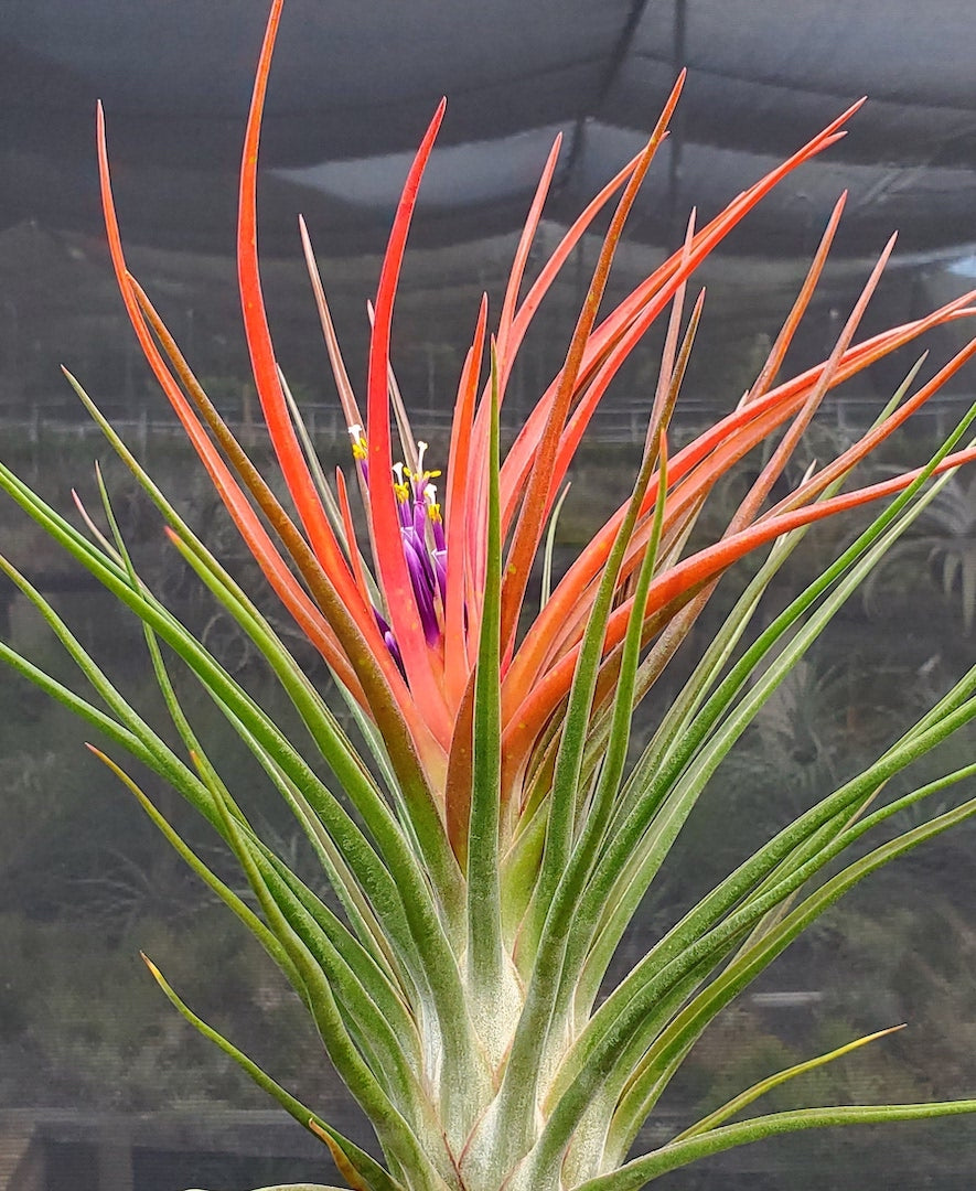 Tillandsia Hawaiian Volcano. (ionantha maxima x bulbosa large form)