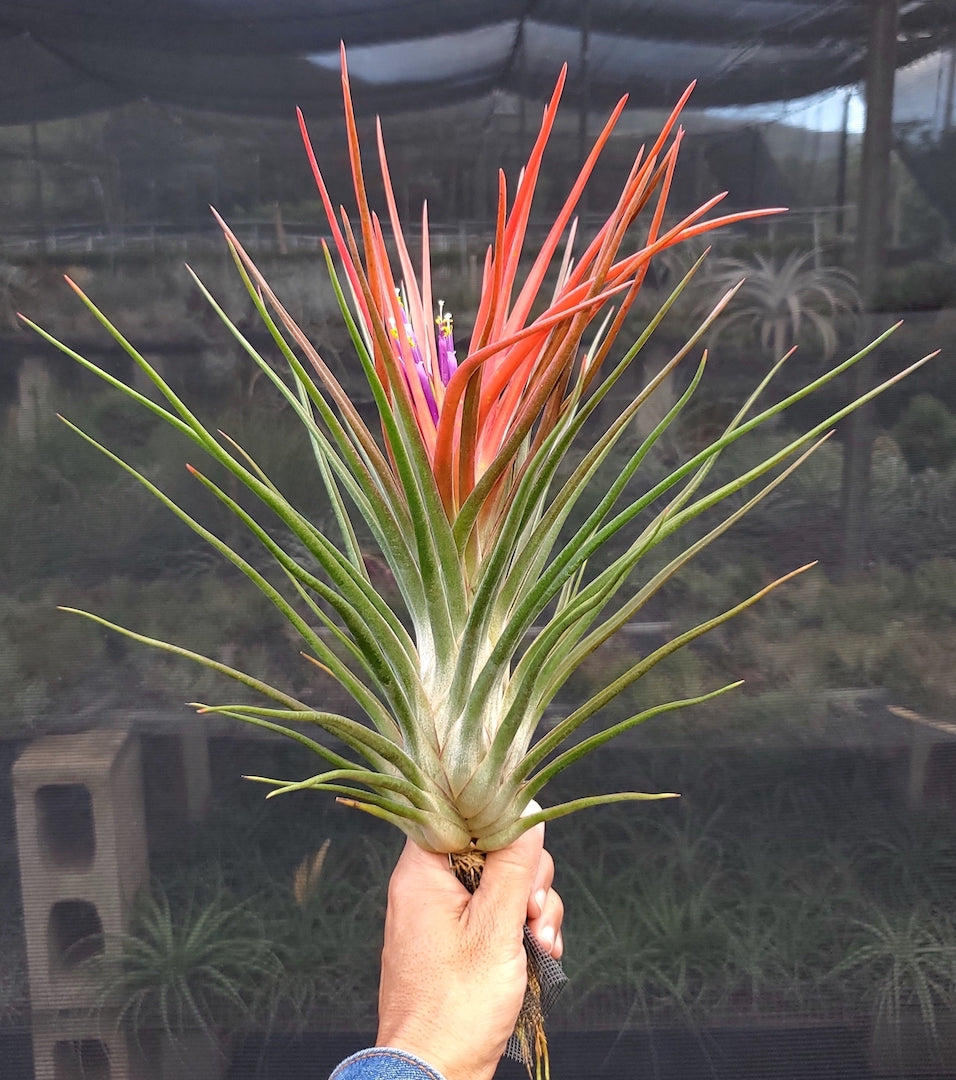 Tillandsia Hawaiian Volcano. (ionantha maxima x bulbosa large form)