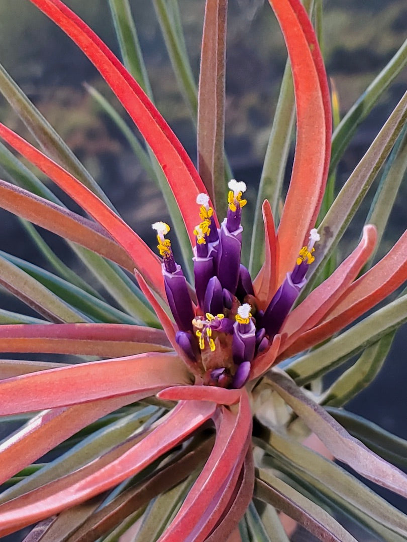 Tillandsia Hawaiian Volcano. (ionantha maxima x bulbosa large form)