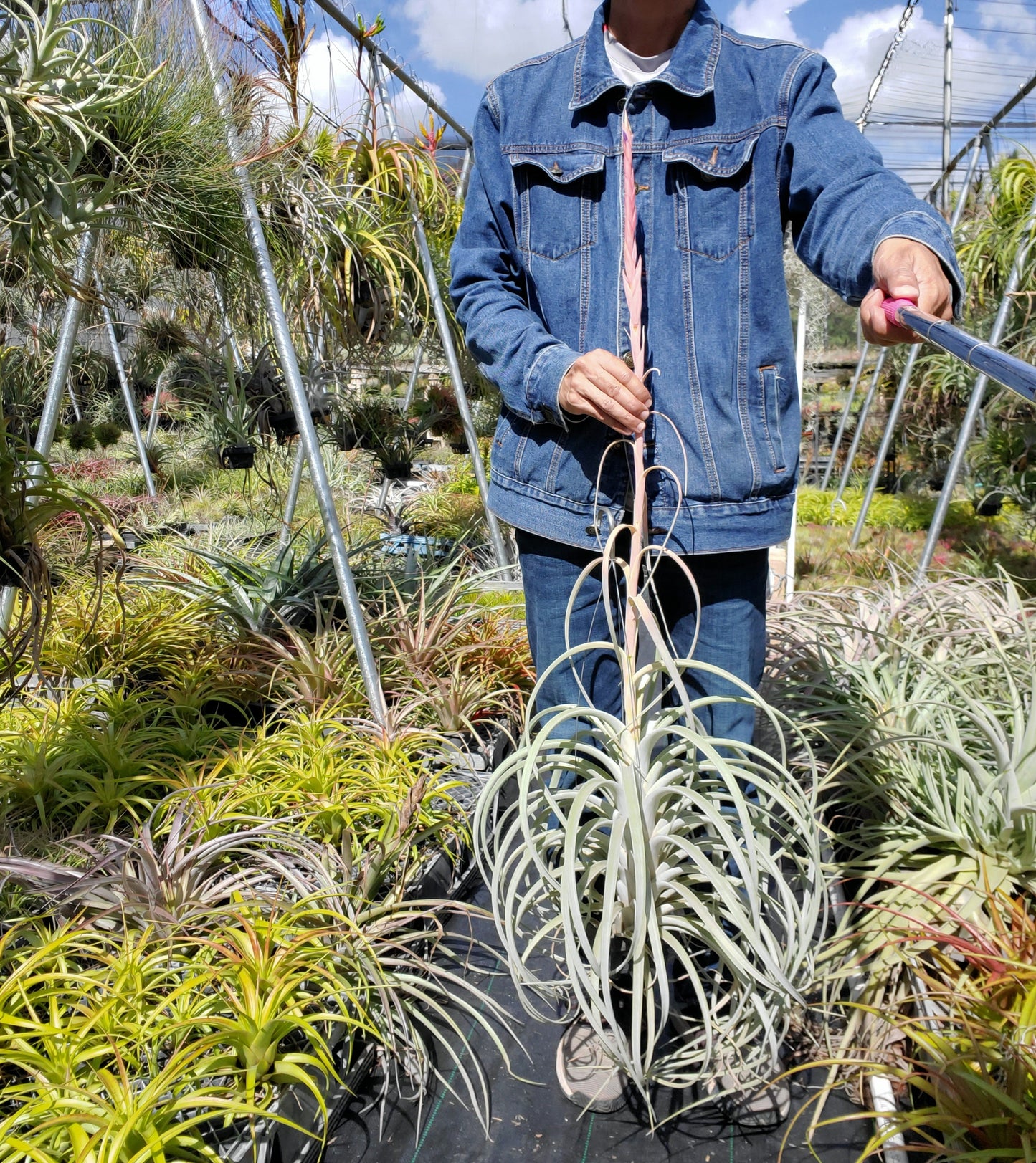 Tillandsia Hawaiian Rocket. (exserta large form x harrisii)