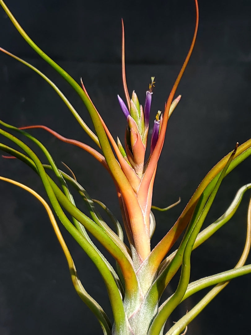 Tillandsia Hawaiian Shaka. (Aleta x bulbosa large form)