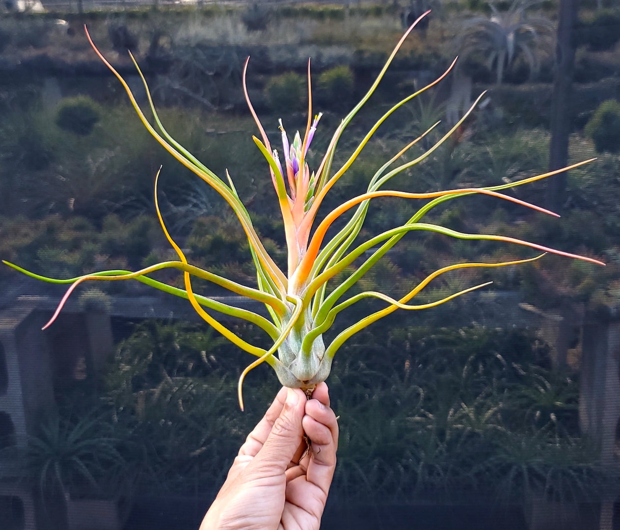 Tillandsia Hawaiian Shaka. (Aleta x bulbosa large form)