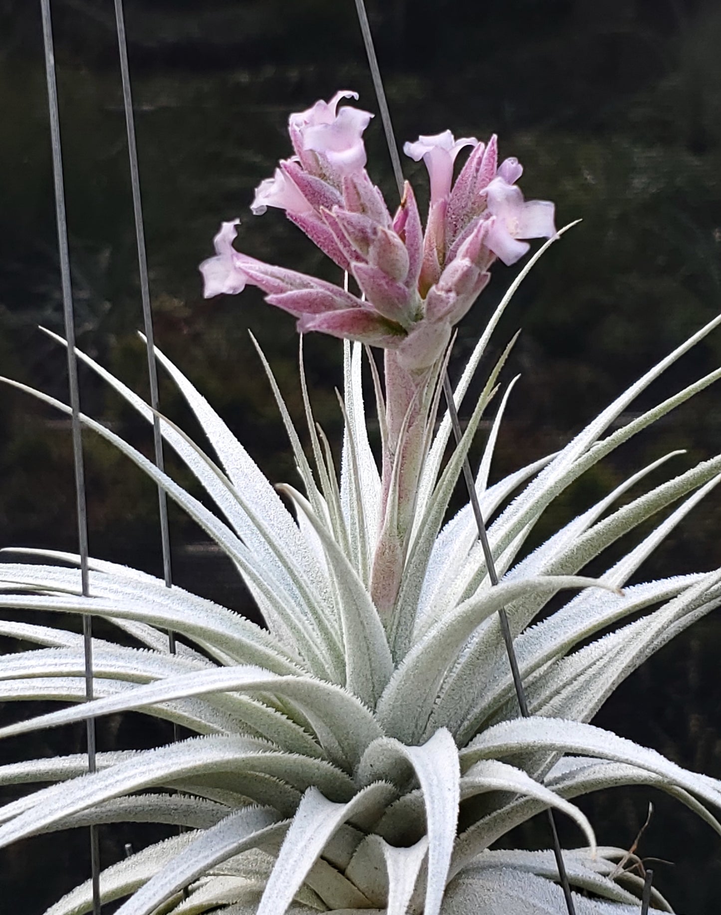 Tillandsia gardneri rupicola. (Light purple flower form)