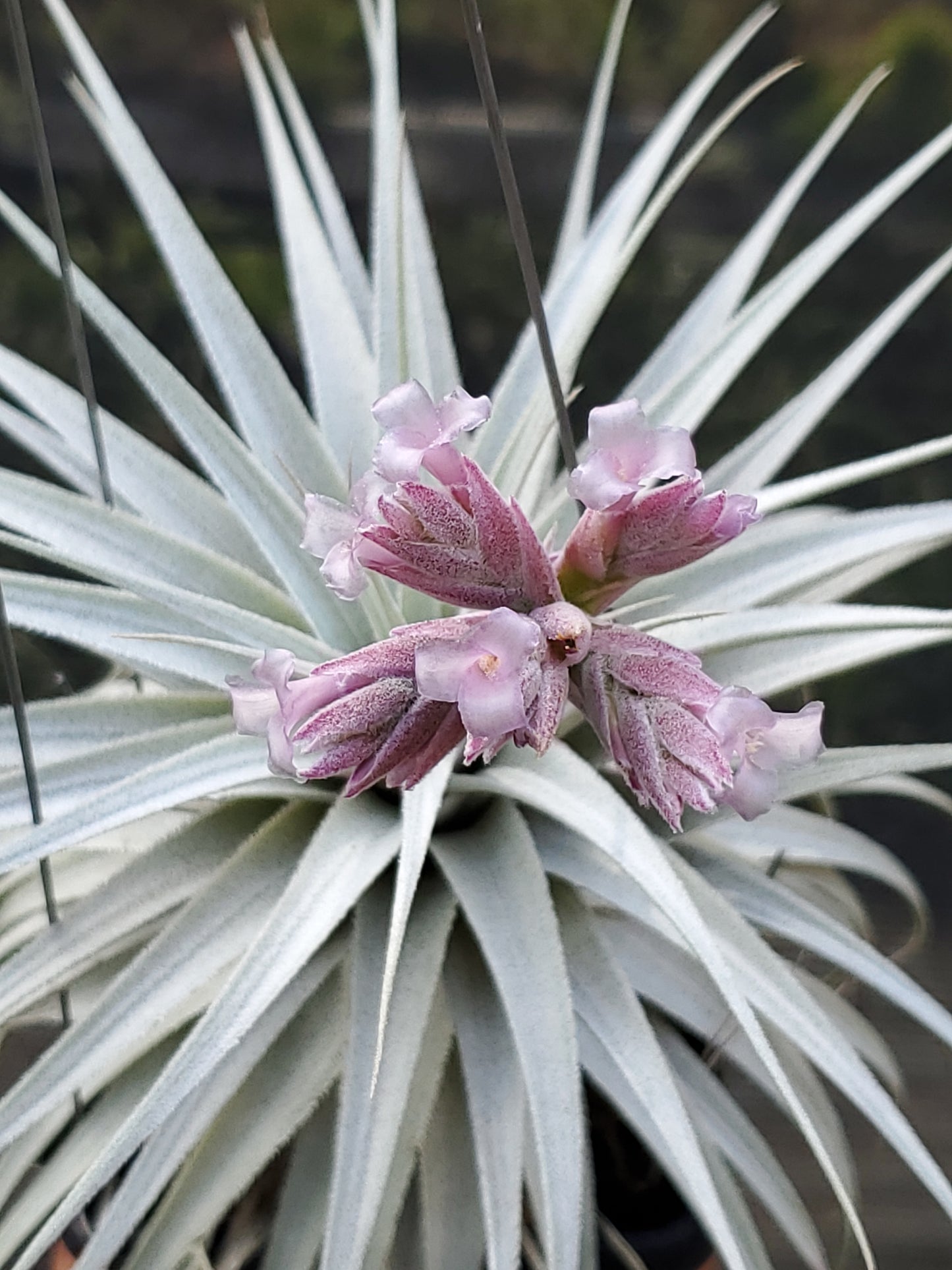 Tillandsia gardneri rupicola. (Light purple flower form)