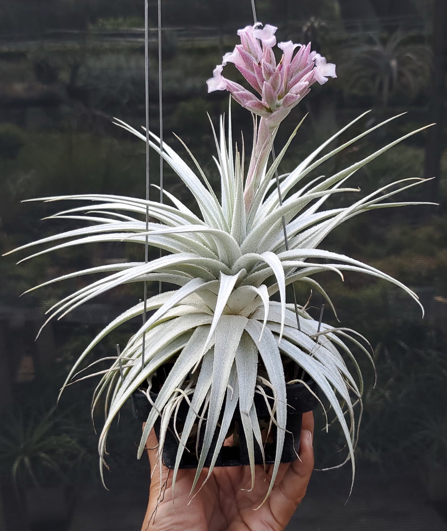 Tillandsia gardneri rupicola. (Light purple flower form)