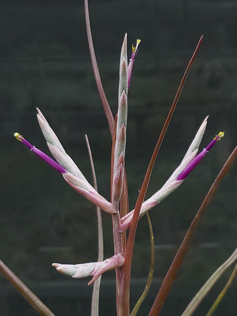 Tillandsia Hawaiian Wiggle. (intermedia x bulbosa small form)