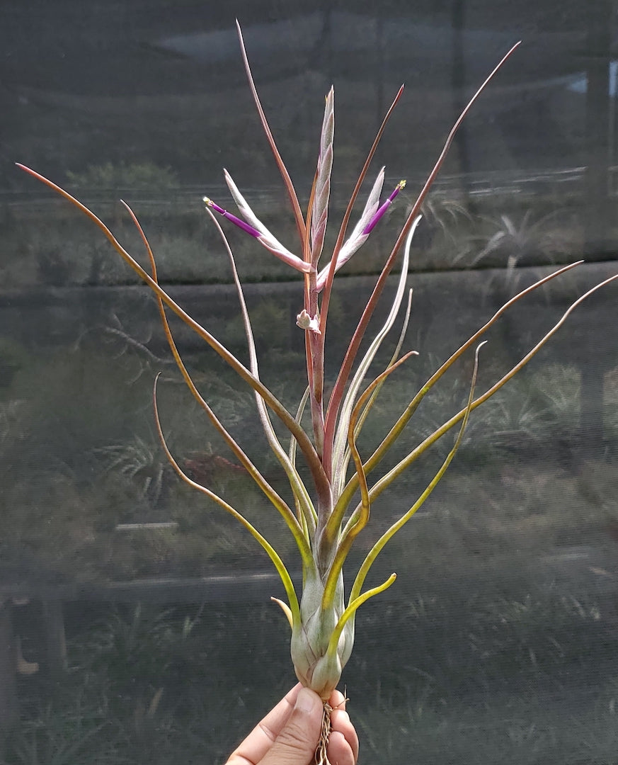 Tillandsia Hawaiian Wiggle. (intermedia x bulbosa small form)