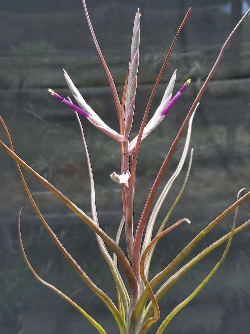 Tillandsia Hawaiian Wiggle. (intermedia x bulbosa small form)