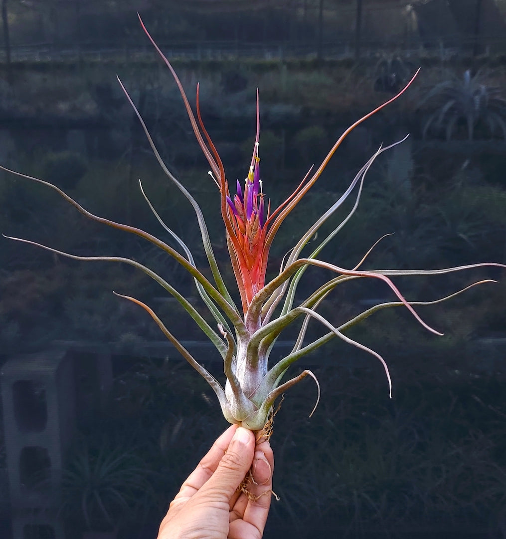 Tillandsia Hawaiian Shaka. (Aleta x bulbosa large form)