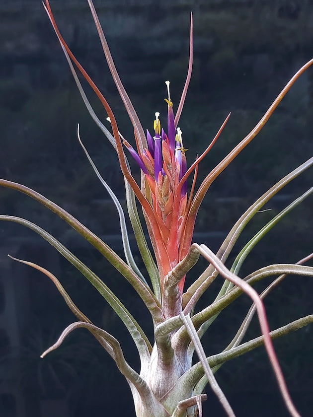 Tillandsia Hawaiian Shaka. (Aleta x bulbosa large form)