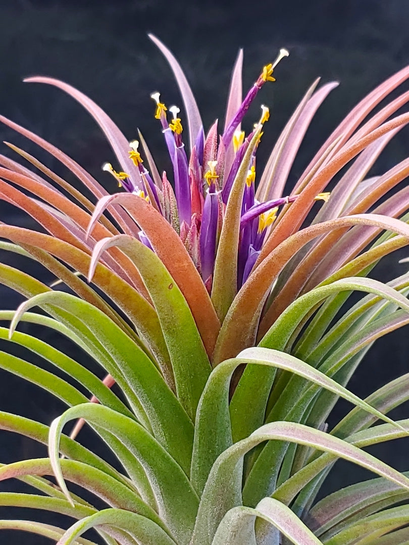 Tillandsia Hawaiian Paradise. (ionantha mexico x streptophylla)