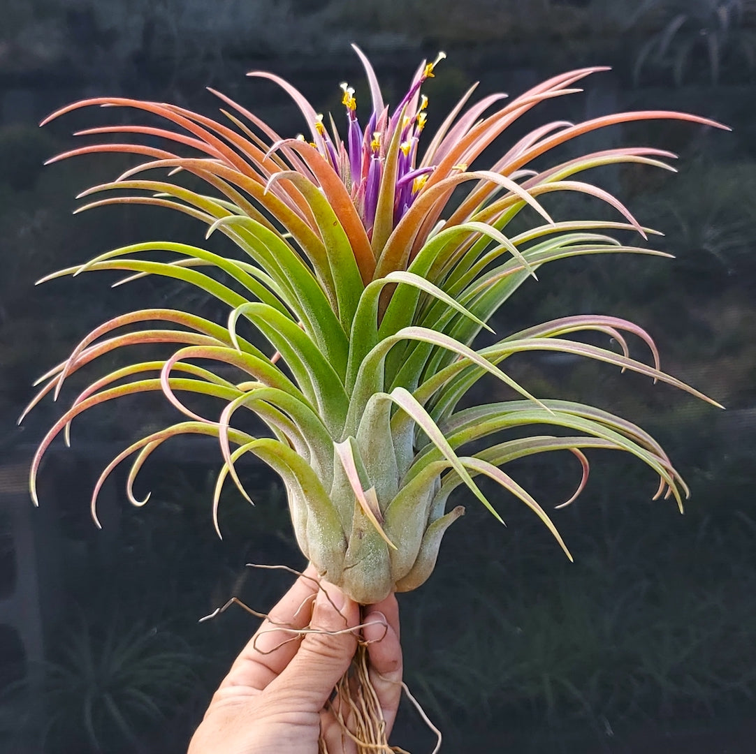 Tillandsia Hawaiian Paradise. (ionantha mexico x streptophylla)