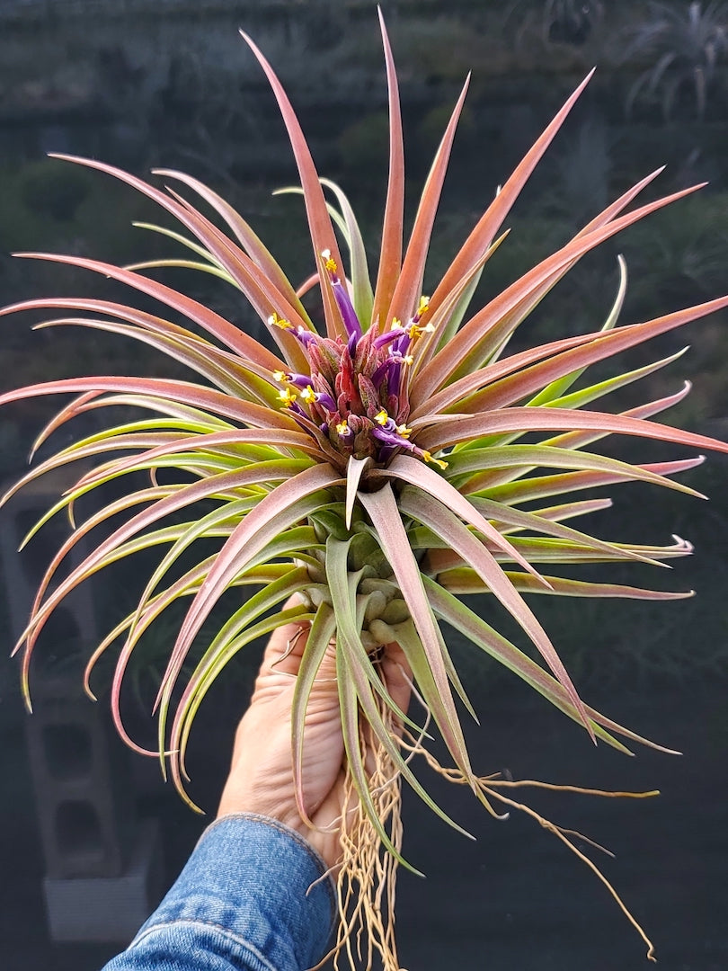 Tillandsia Hawaiian Paradise. (ionantha mexico x streptophylla)