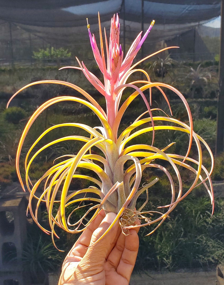 Tillandsia Hawaiian Darling. (Califano x streptophylla)