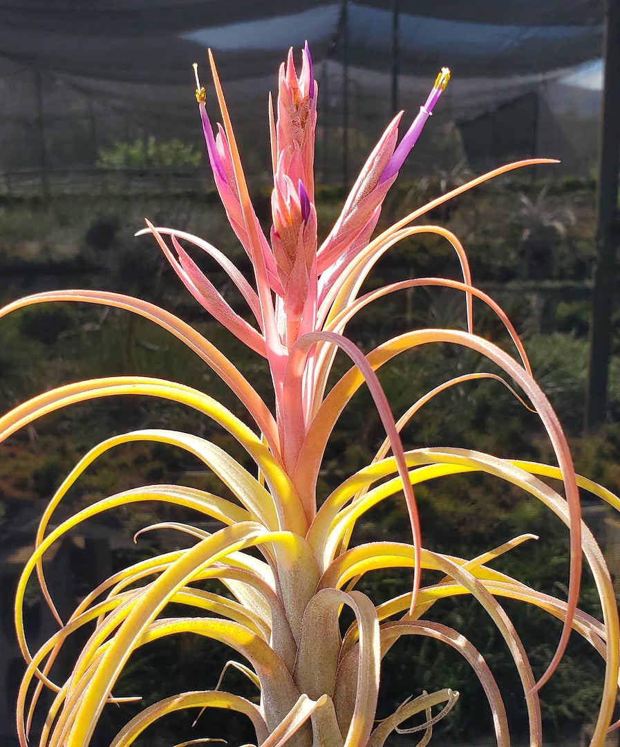 Tillandsia Hawaiian Darling. (Califano x streptophylla)