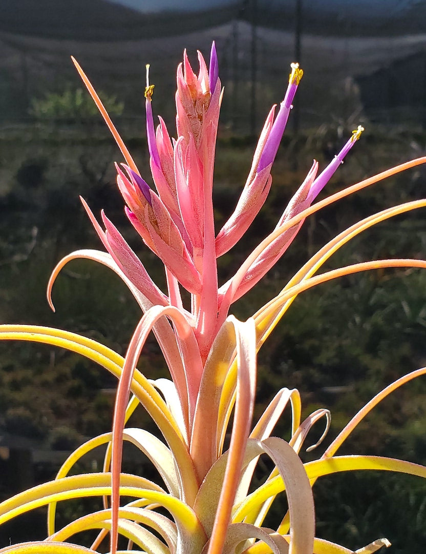 Tillandsia Hawaiian Darling. (Califano x streptophylla)