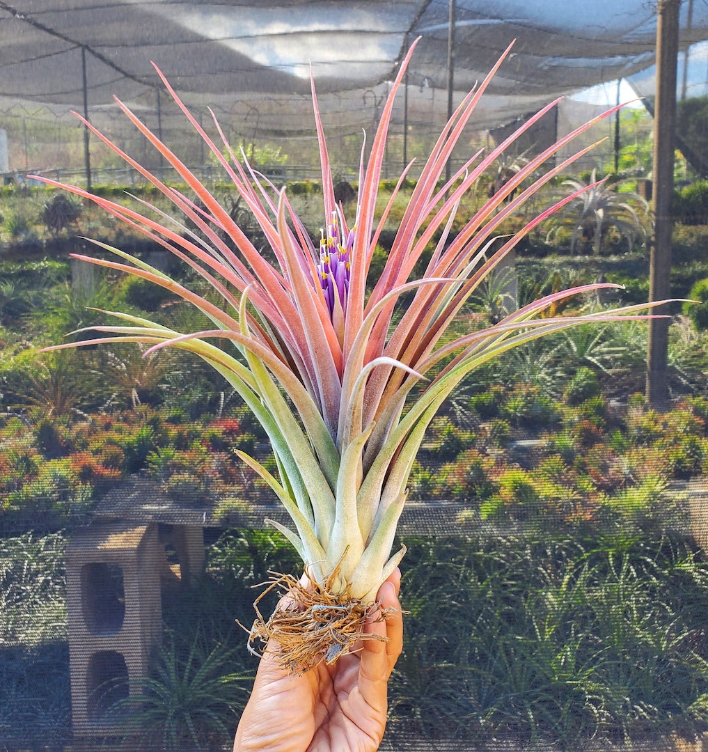 Tillandsia Hawaiian Topaz. (capitata orange form x ionantha)