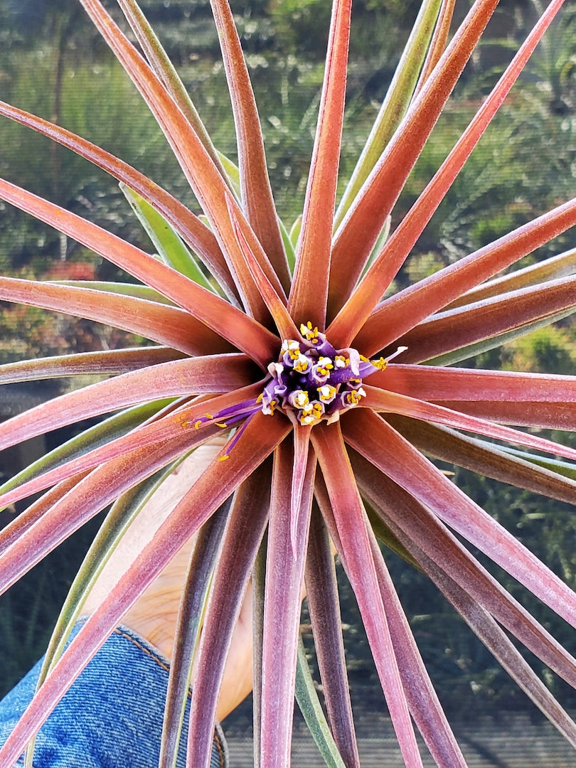 Tillandsia Hawaiian Topaz. (capitata orange form x ionantha)