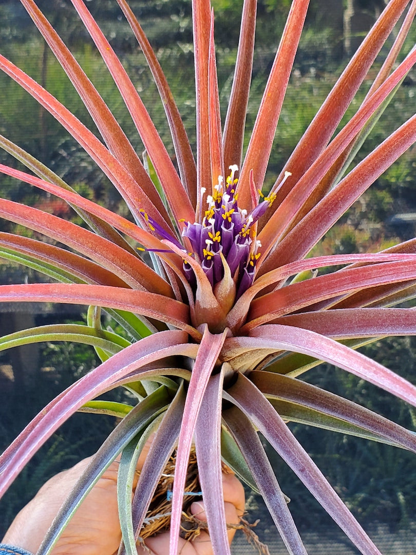 Tillandsia Hawaiian Topaz. (capitata orange form x ionantha)