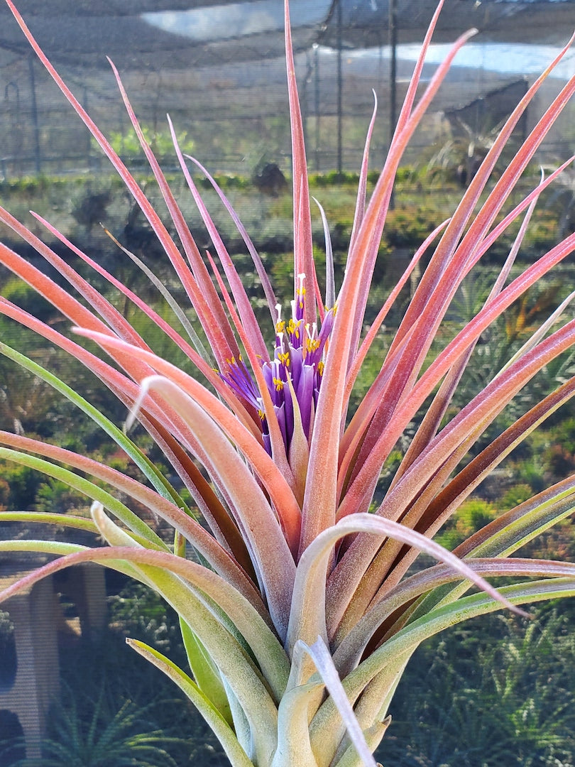 Tillandsia Hawaiian Topaz. (capitata orange form x ionantha)