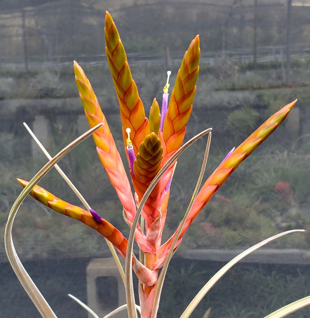 Tillandsia Hawaiian Revelry. (magnispica x caput-medusae)