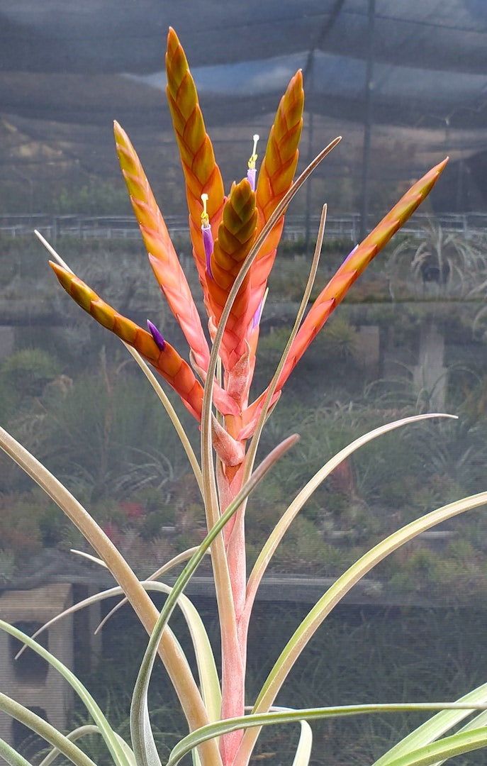 Tillandsia Hawaiian Revelry. (magnispica x caput-medusae)