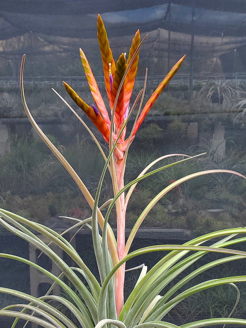 Tillandsia Hawaiian Revelry. (magnispica x caput-medusae)